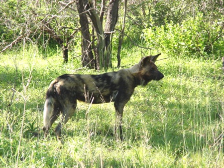 Wild Dog